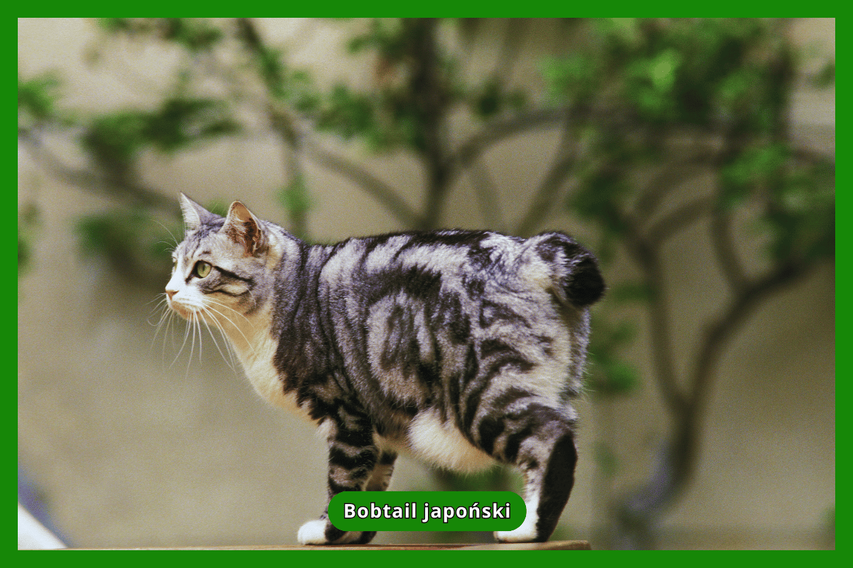 Bobtail japoński
