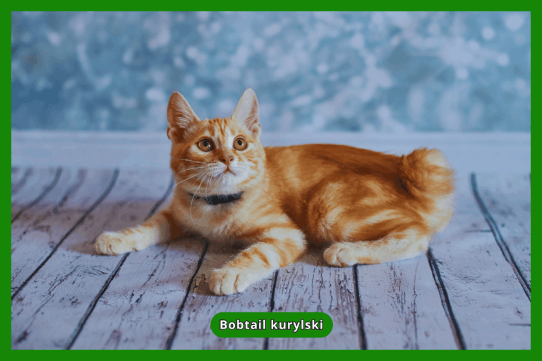 Bobtail kurylski