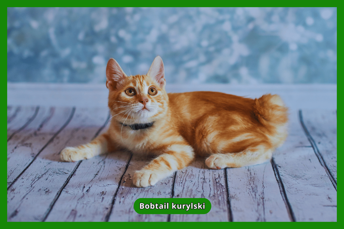 Bobtail kurylski