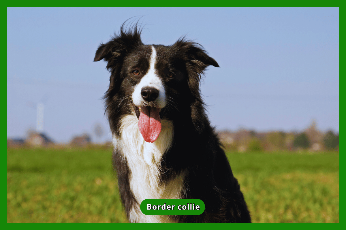 Border collie