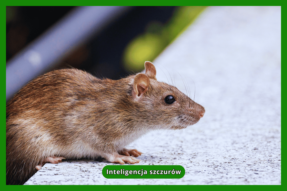 Inteligencja szczurów