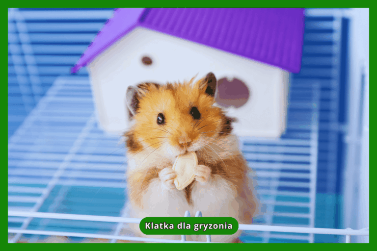 Klatka dla gryzonia