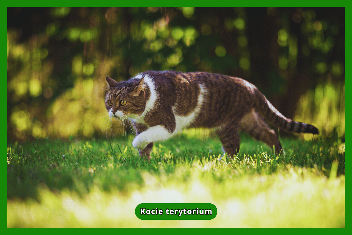 Kocie terytorium