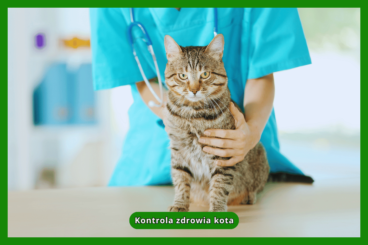 Kontrola zdrowia kota