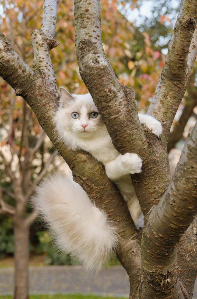 Kot na drzewie