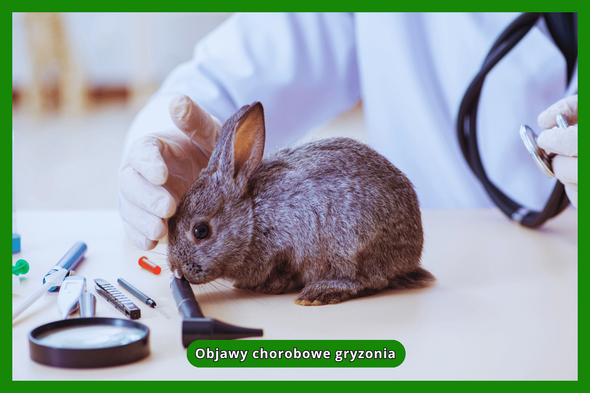 Objawy chorobowe gryzonia