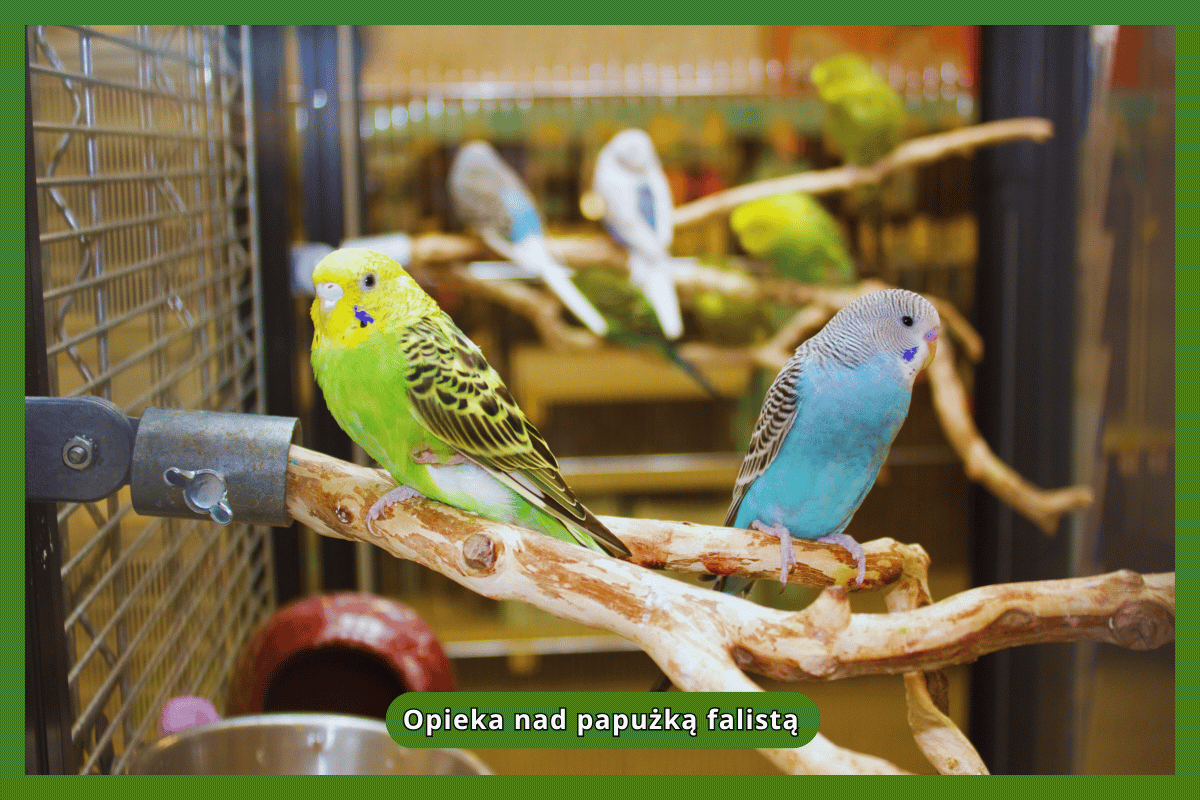 Opieka nad papużką falistą