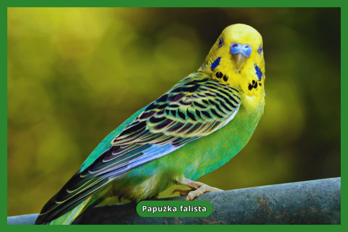 Papużka falista