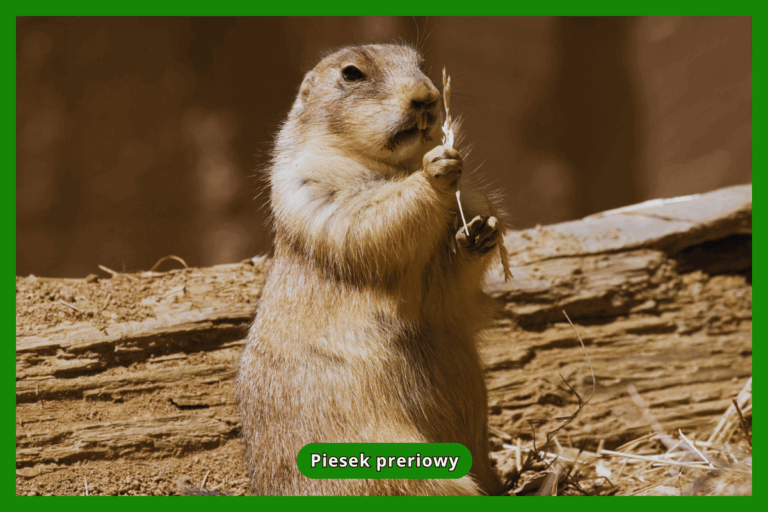 Piesek preriowy