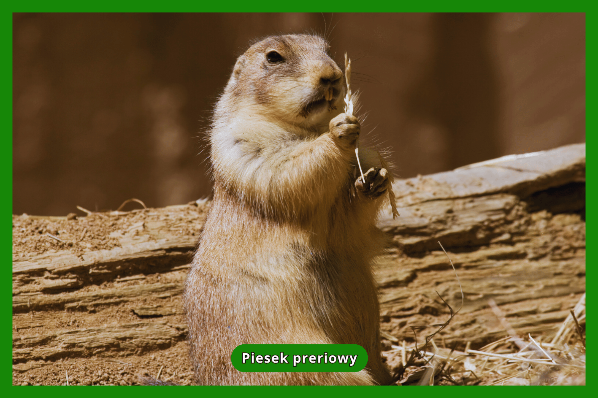 Piesek preriowy