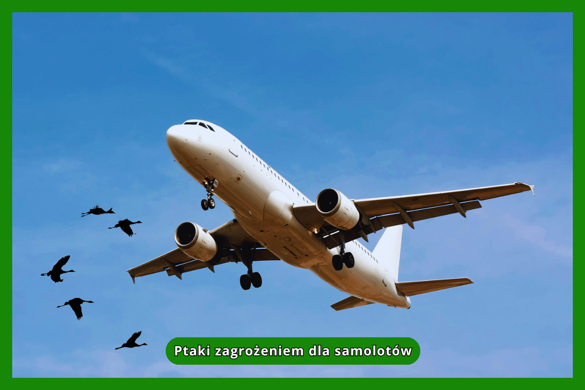 Ptaki zagrożeniem dla samolotów