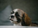 Zdrowie shih tzu