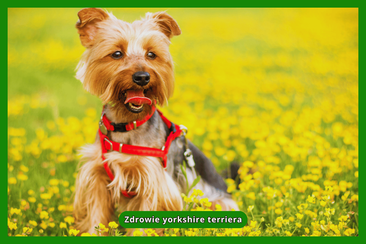 Zdrowie yorkshire terriera