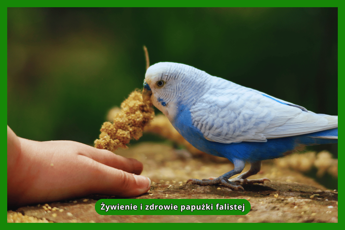 Żywienie i zdrowie papużki falistej