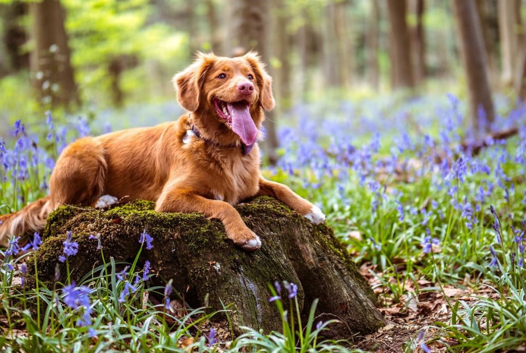 Leżący pies na kamieniu otoczony kwiatami na tle lasu.