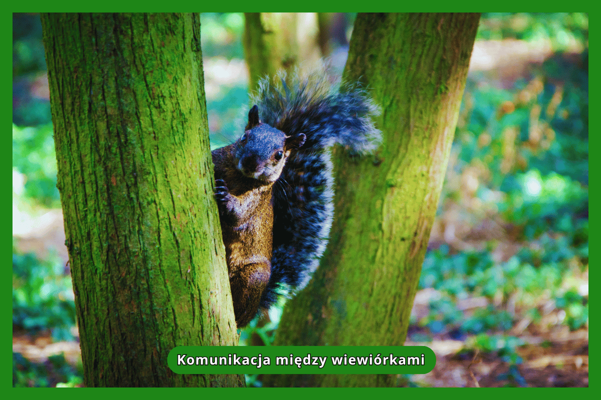Komunikacja między wiewiórkami