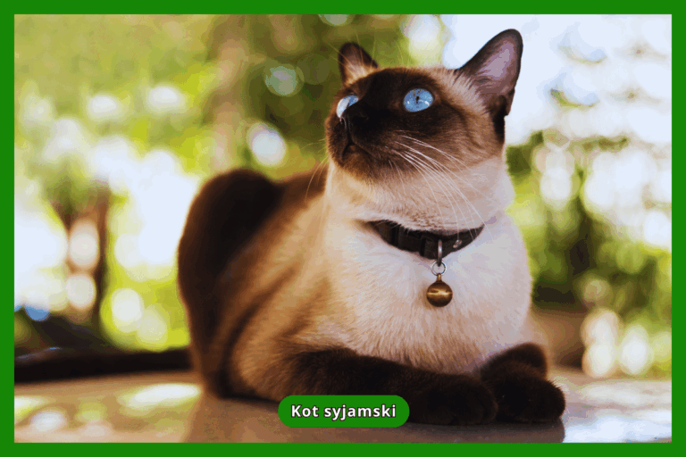 Kot syjamski