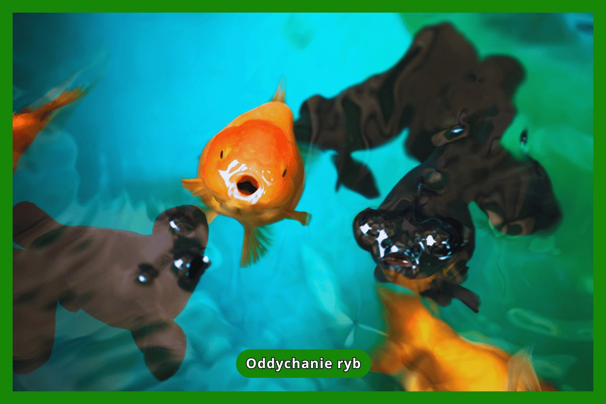 Oddychanie ryb
