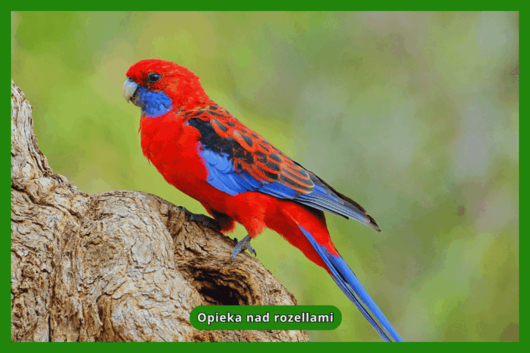Opieka nad rozellami