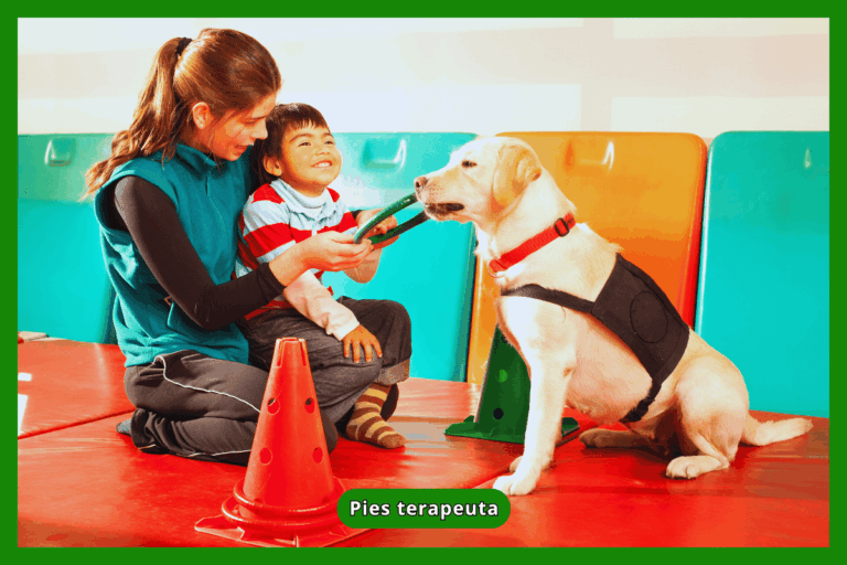 Pies terapeuta