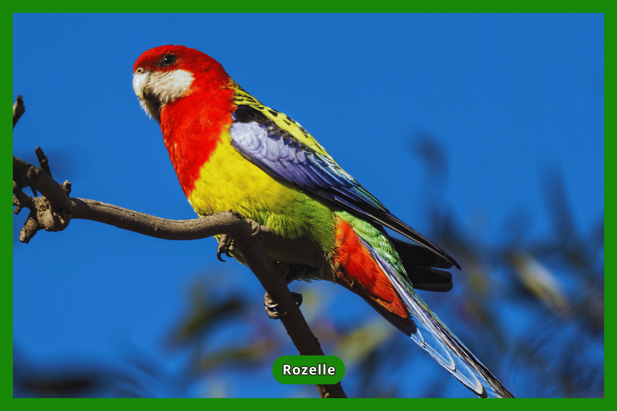 Rozelle