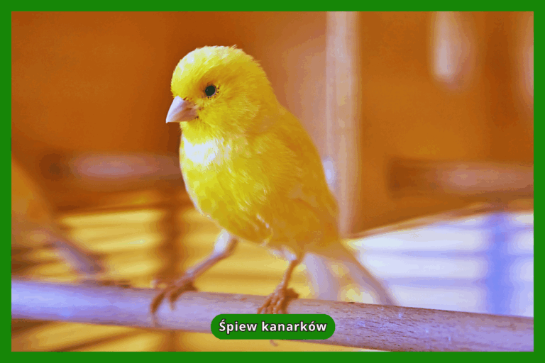 Śpiew kanarków