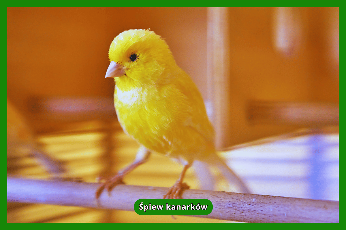 Śpiew kanarków