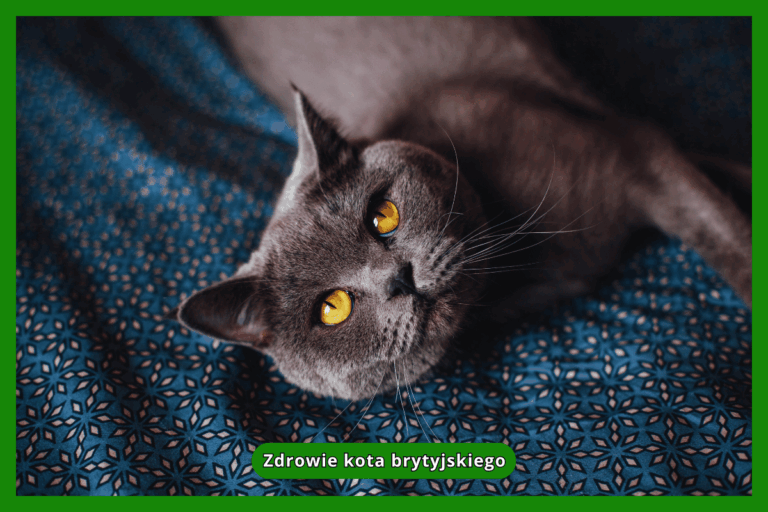 Zdrowie kota brytyjskiego