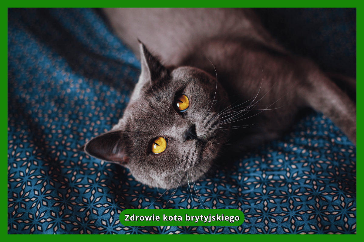 Zdrowie kota brytyjskiego