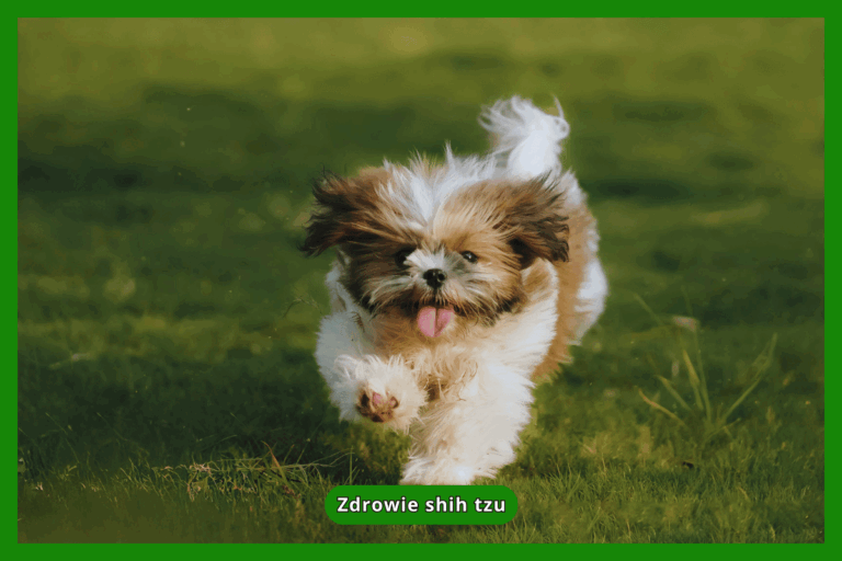 Zdrowie shih tzu