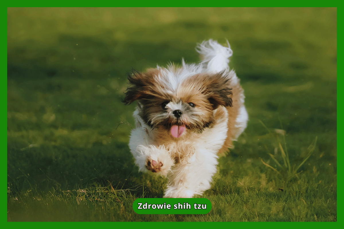 Zdrowie shih tzu