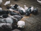 Żywienie i zdrowie gołębi