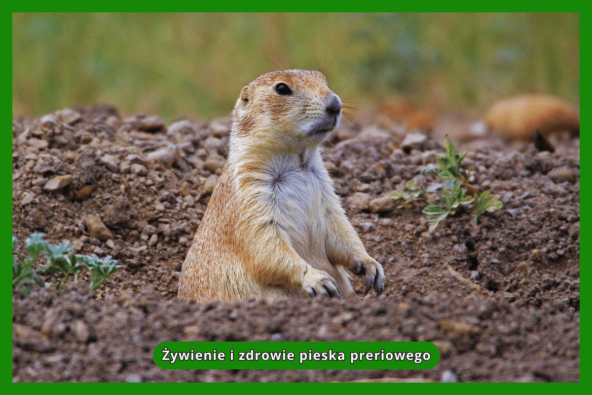 Żywienie i zdrowie pieska preriowego