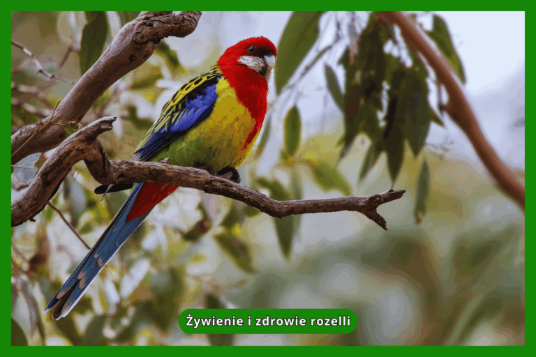 Żywienie i zdrowie rozelli