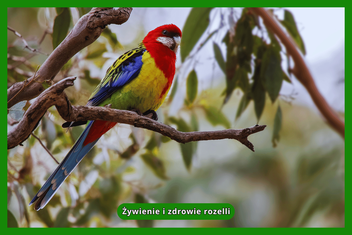 Żywienie i zdrowie rozelli