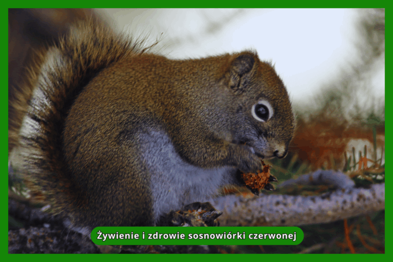 Żywienie i zdrowie sosnowiórki czerwonej