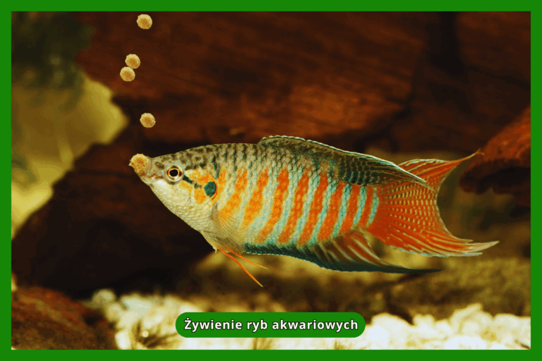 Żywienie ryb akwariowych