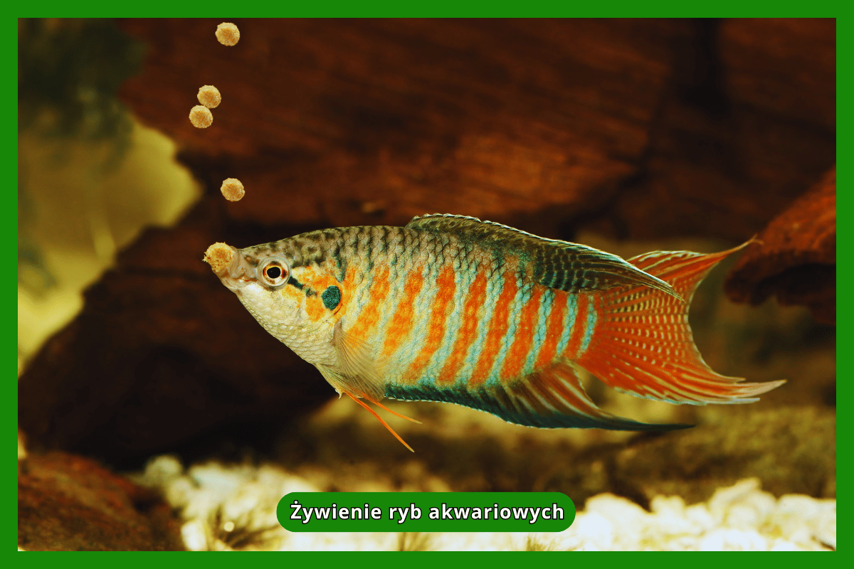 Żywienie ryb akwariowych