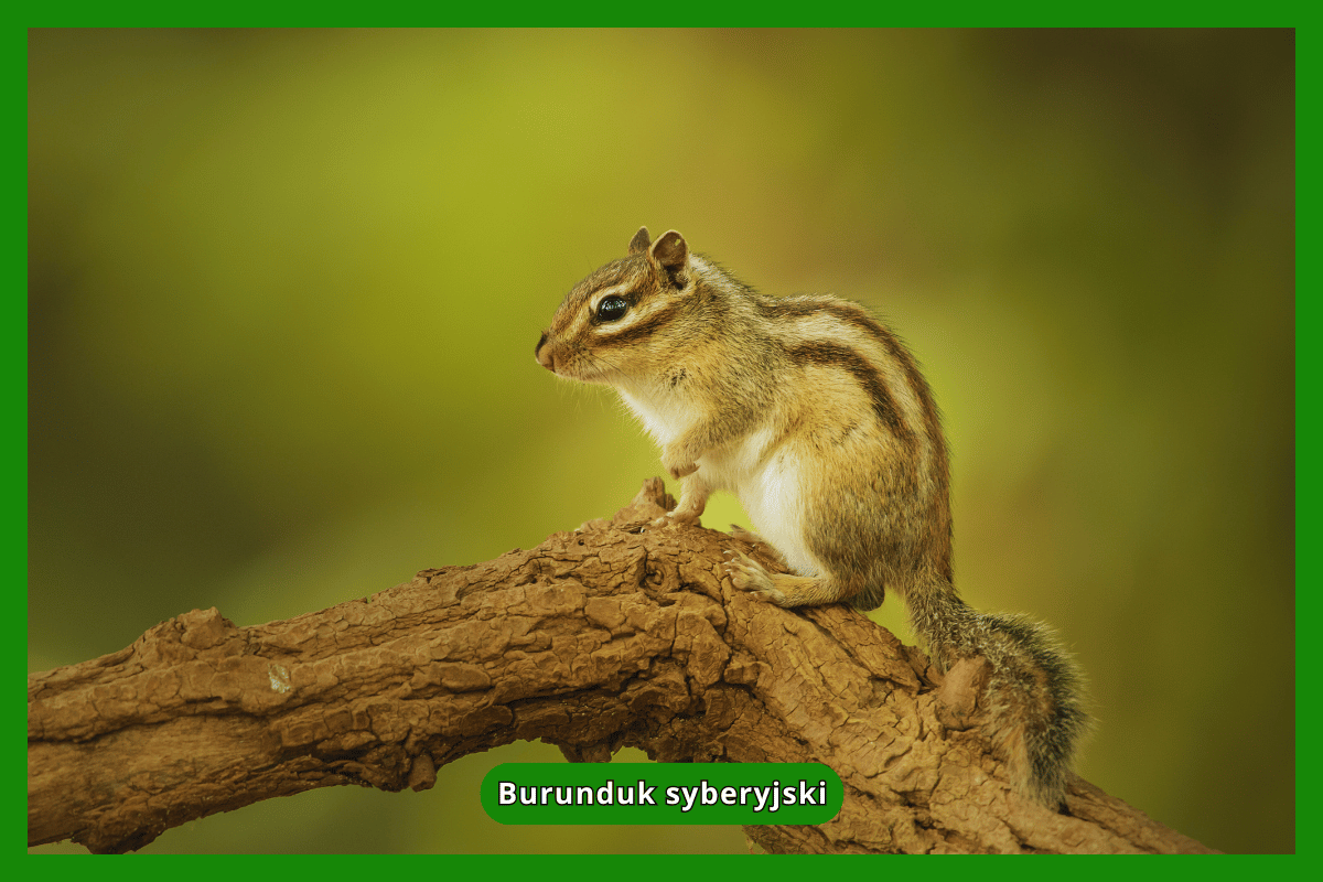 Burunduk syberyjski