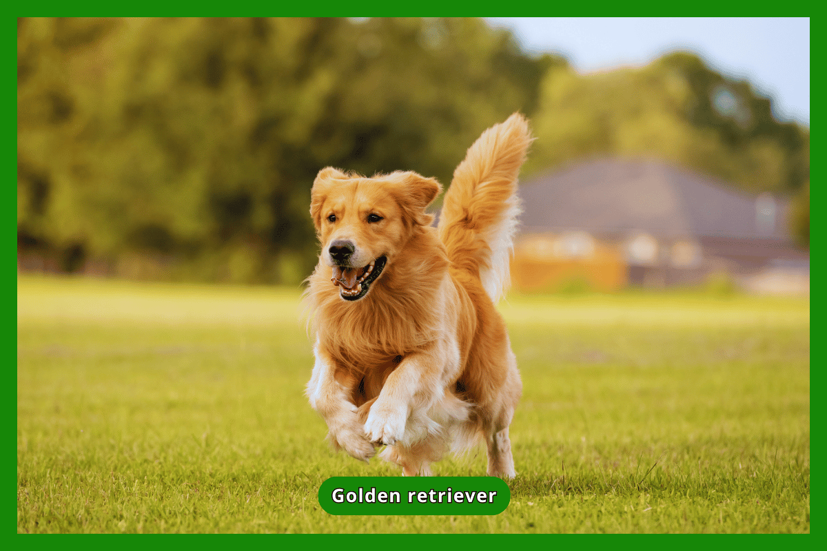 Golden retriever