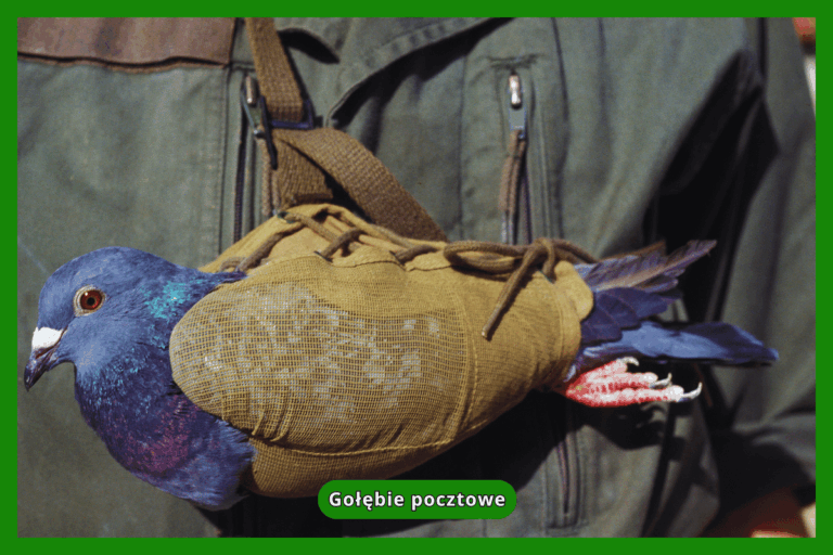 Gołębie pocztowe