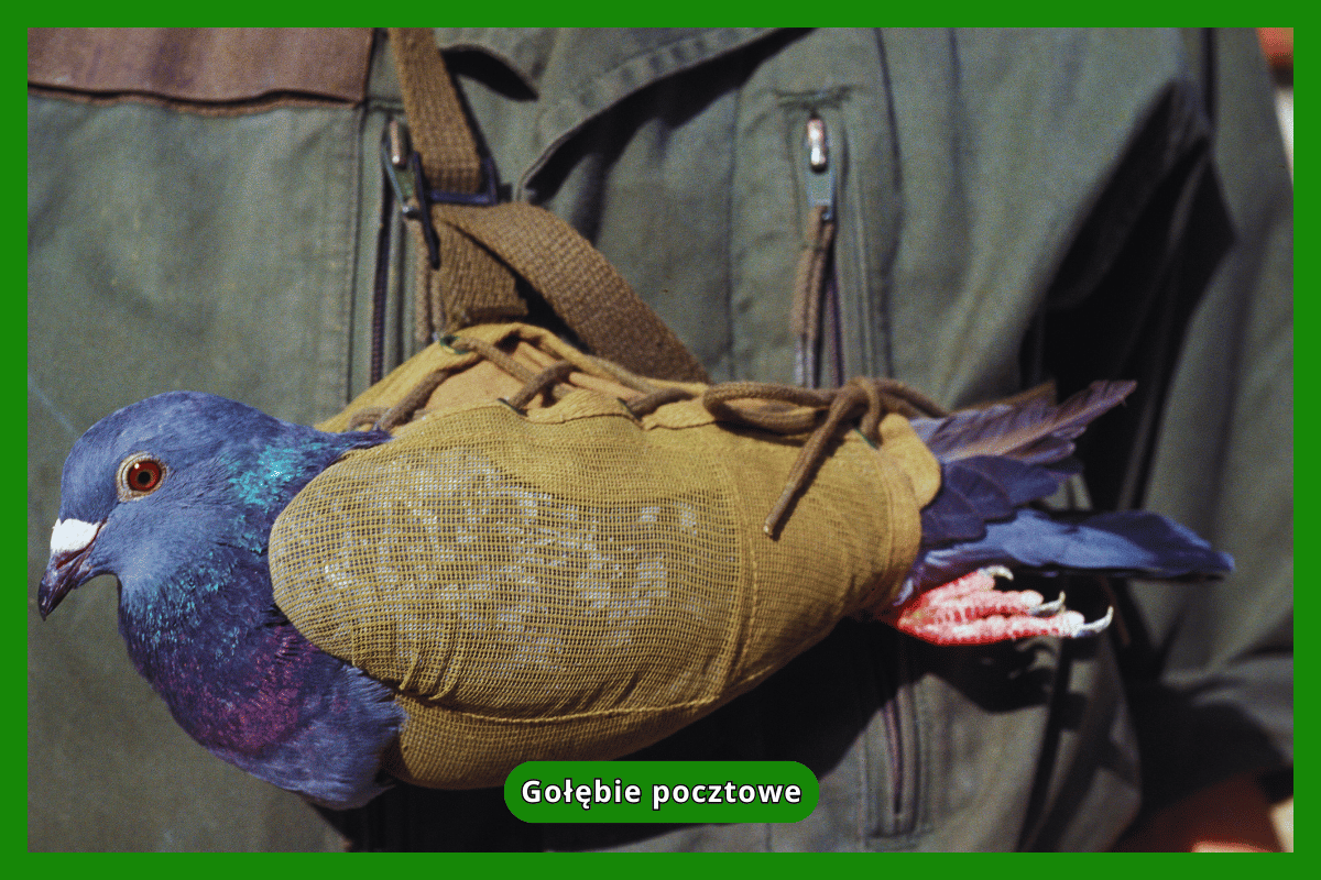 Gołębie pocztowe