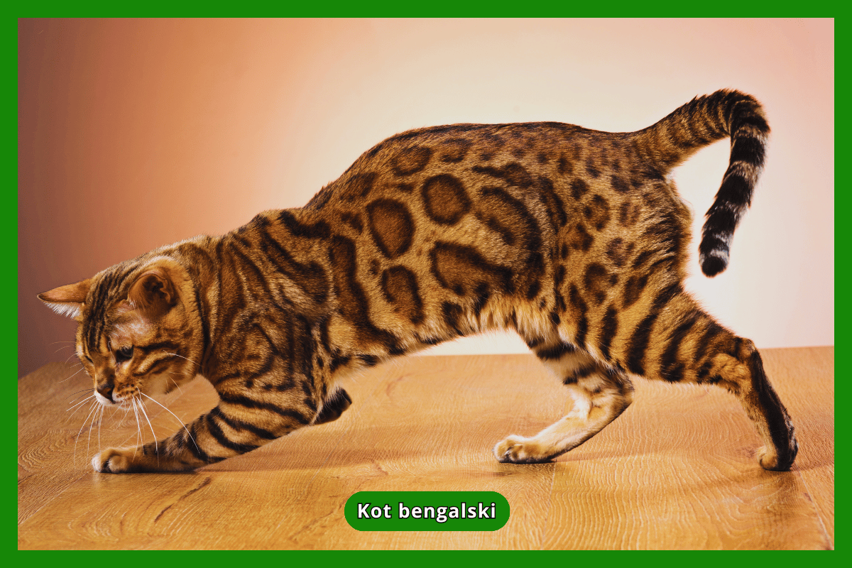 Kot bengalski
