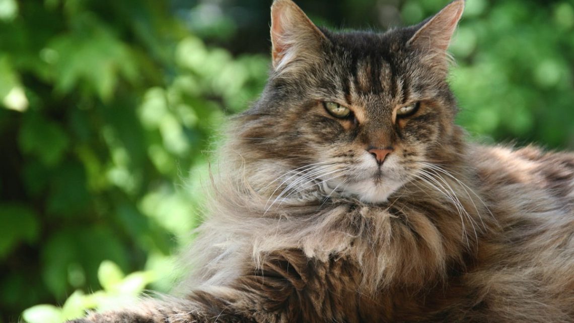 MAINE COON MAINE COON
