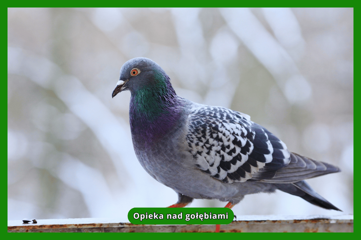 Opieka nad gołębiami