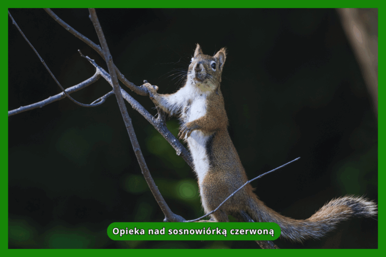 Opieka nad sosnowiórką czerwoną