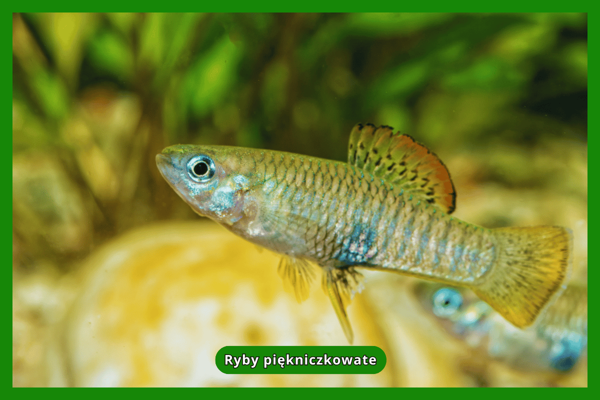 Ryby piękniczkowate