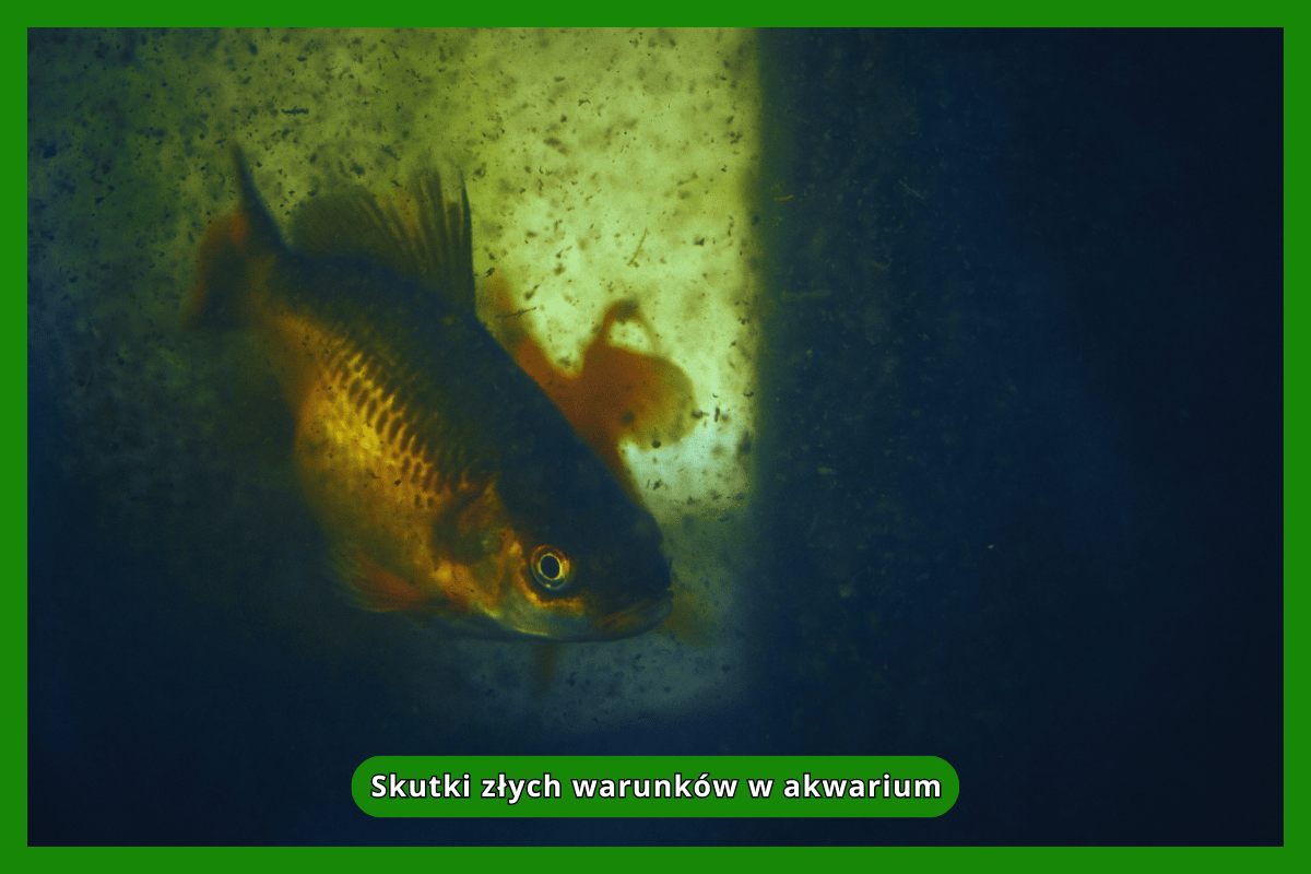 Skutki złych warunków w akwarium