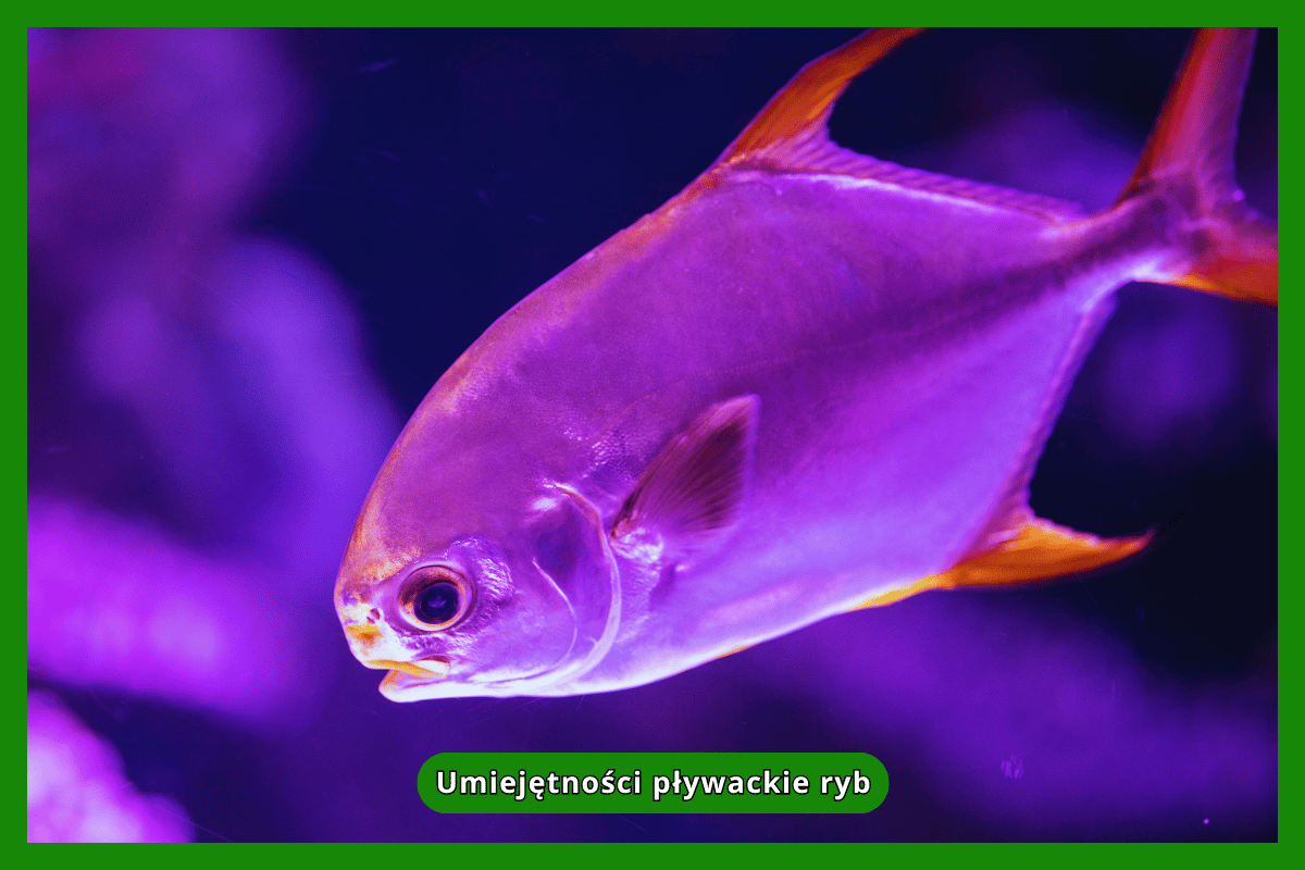 Umiejętności pływackie ryb