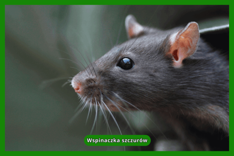 Wspinaczka szczurów